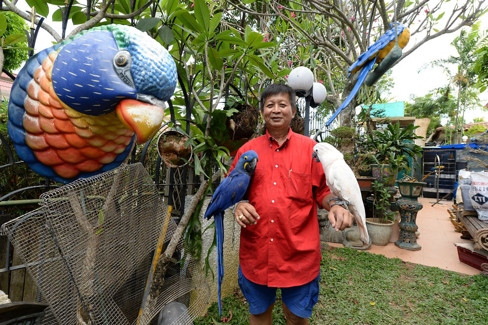 collector, wacky house, antiques, Peranakan, parrots